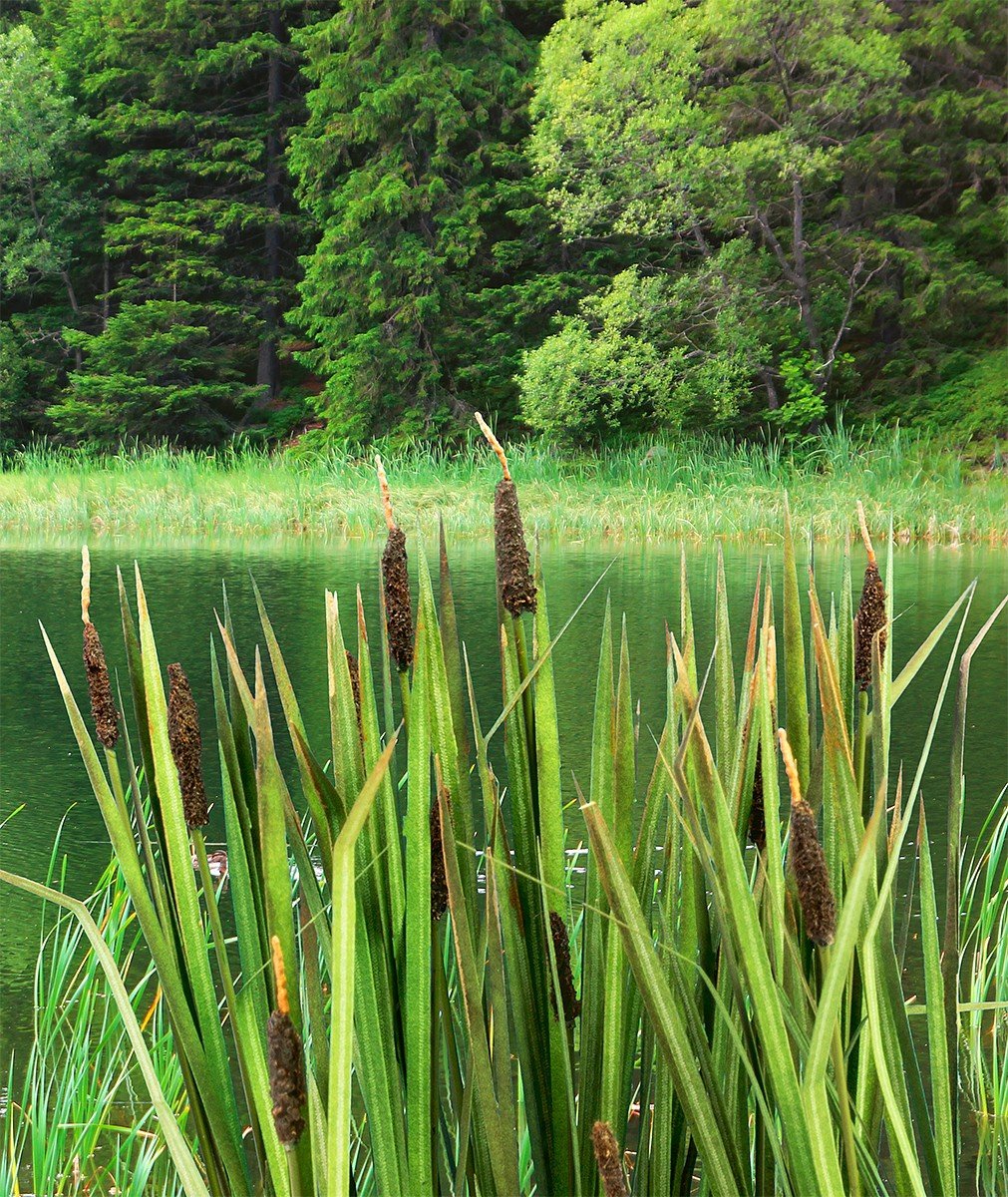 Maquette Scene VG3-008 Bulrush 1/32, 1/35
