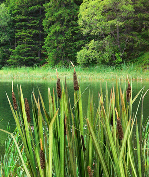 Model Scene VG3-008 Bulrush 1/32, 1/35