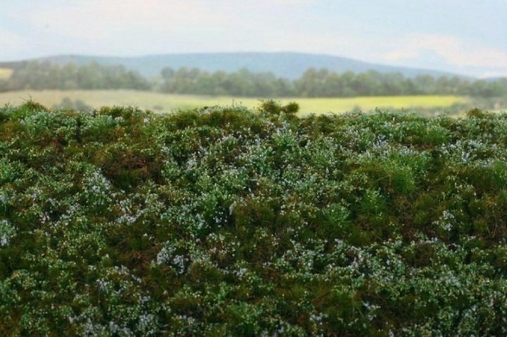 Modèle Scene F620S Waldboden Blaubeeren/ myrtilles MINIPACK 1/35
