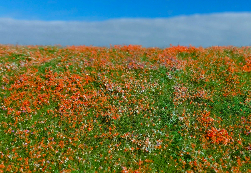 Maquette F565 Prairie fleurie - Coquelicots 1/35