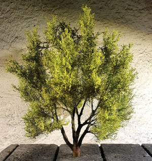 Saule blanc FREON WRB1 15/17 cm