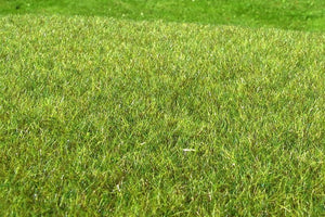 Scène modèle F011 Zone humide moyenne  – immagine 2