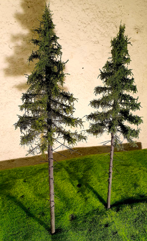 FREON SG2 Mountain Spruce - Larger Alpine Spruce 18/20 cm 3 pieces – image 3