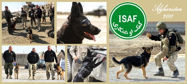 ToRo Model 35F111 PKW Afghanistan - Sapper Dog with Guide / Polish Army in Afghanistan - Soldier with sapper-dog figurine with decals 1/35 – image 3