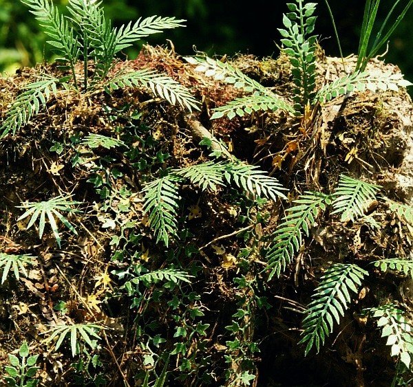 Maquettes Scene VG3-032 Jungle set 2 1/32, 1/35
