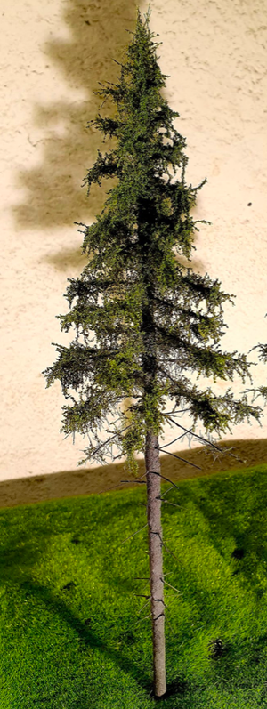 Épicéa de montagne FREON SG1 - Épicéa des Highlands de grande taille 26/28 cm, 3 pièces – image 2