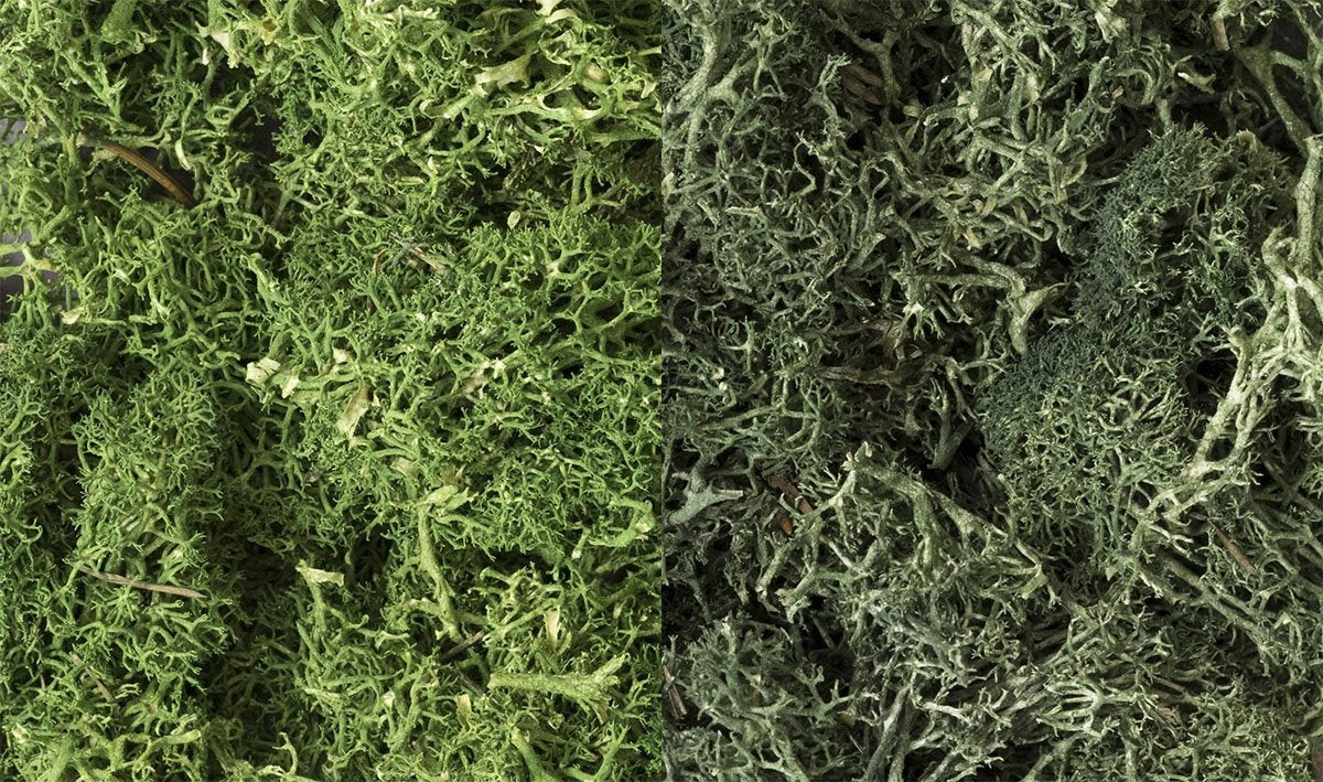 Lichen Woodland Scenic WL168 - Mélange vert foncé