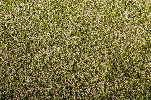 Tapis d&amp;#39;herbe Model Scene F430 - Trèfle en fleurs 1/35