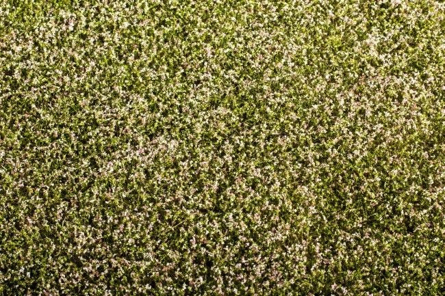 Tapis d&amp;#39;herbe Model Scene F430 - Trèfle en fleurs 1/35
