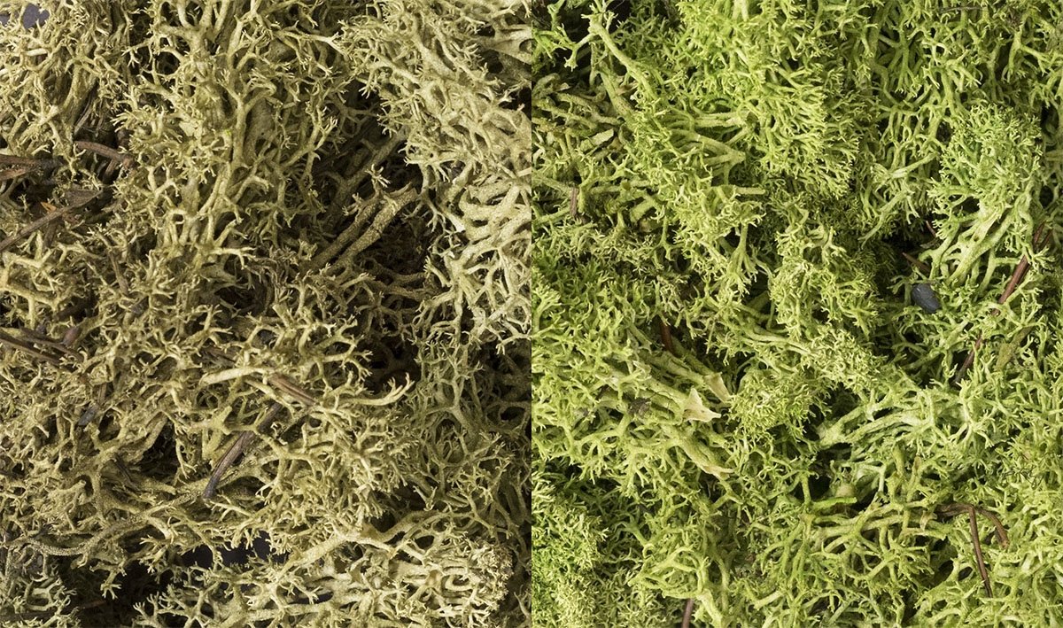 Lichens Woodland Scenic WL167 - Mélange vert clair