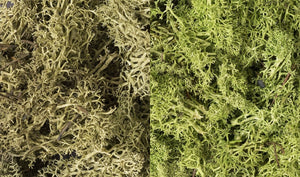 Lichens Woodland Scenic WL167 - Mélange vert clair