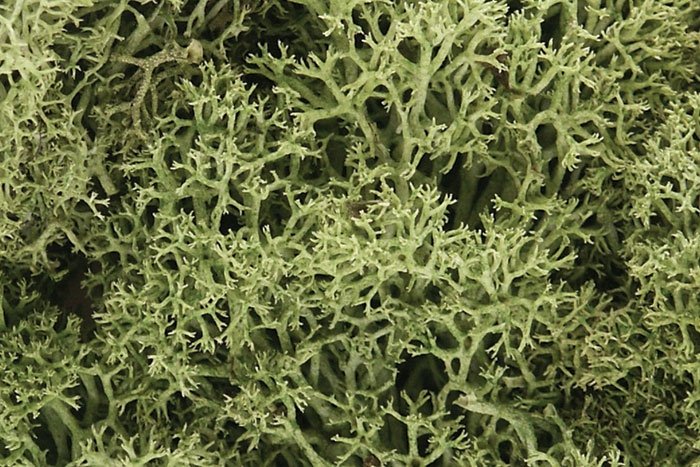 Lichen Woodland Scenics WL161 - Vert printemps 1,4 L
