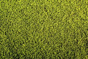 Maquette de tapis d&amp;#39;herbe Scene F440 - Luzerne 1/35