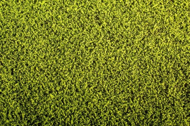 Maquette de tapis d&amp;#39;herbe Scene F440 - Luzerne 1/35