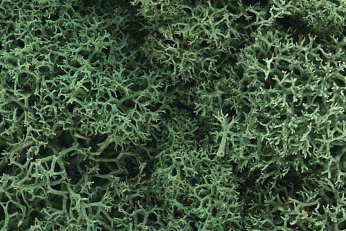 Lichen vert clair Woodland Scenics WL162
