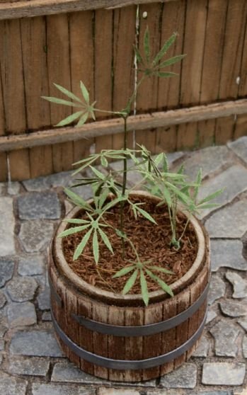 Scène VG3-016 Cannabis, modèle réduit au 1/35 