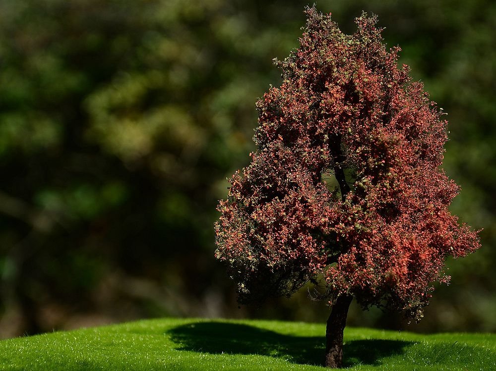 FREON DJ2 Arbre d'automne - Arbre d'automne 14/16 cm